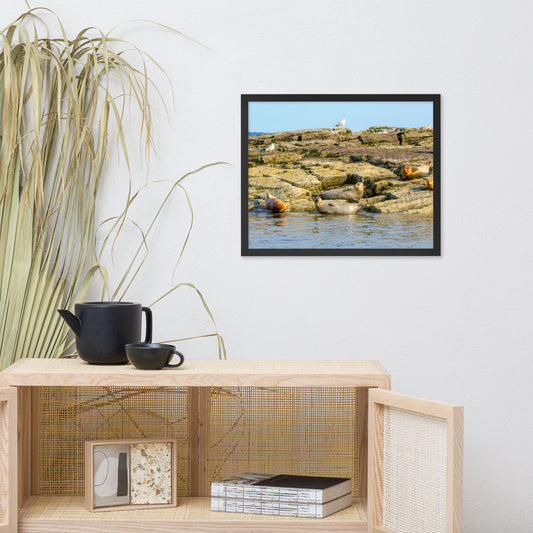 Harbor Seals in Casco Bay Photo Print