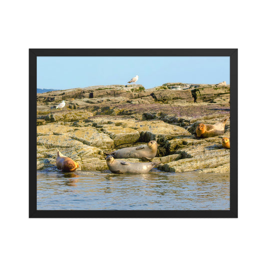 Harbor Seals in Casco Bay Photo Print